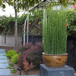 Хвощ зимуючий Робустум / Equisetum hyemale Robustum, C2