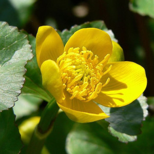 Калюжниця болотна / Caltha palustris