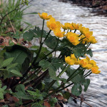 Калюжниця болотна / Caltha palustris