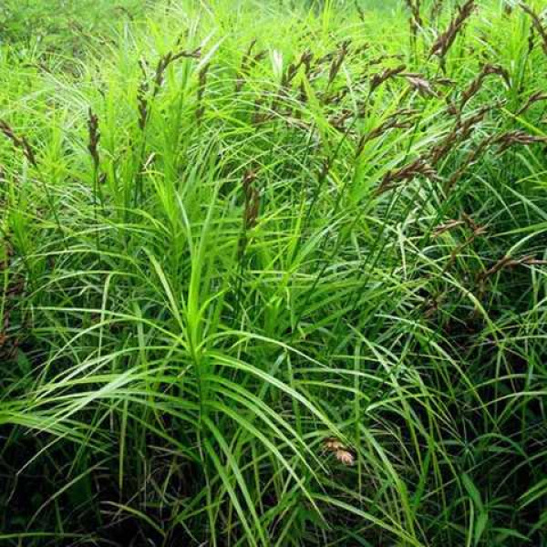 Осока пальмолиста / Carex muskingumensis Осока пальмолиста / Carex muskingumensis