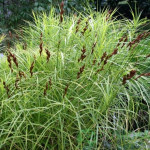 Осока пальмолиста / Carex muskingumensis Осока пальмолиста / Carex muskingumensis