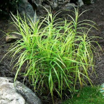 Осока пальмолиста / Carex muskingumensis Осока пальмолиста / Carex muskingumensis