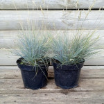 Костриця блакитна / Festuca glauca Костриця блакитна / Festuca glauca