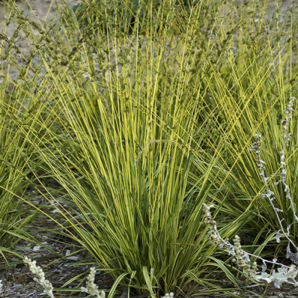 Молінія варієгата / Molinia Variegata, С2 Молінія варієгата / Molinia Variegata, С2
