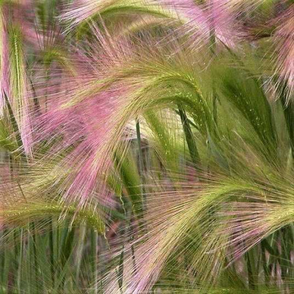 Ячмінь гривастий / Hordeum jubatum, С2 Ячмінь гривастий / Hordeum jubatum, С2