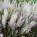 Куничник діамантовий / Calamagrostis brachytricha Куничник діамантовий / Calamagrostis brachytricha