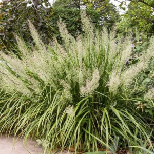 Куничник діамантовий / Calamagrostis brachytricha