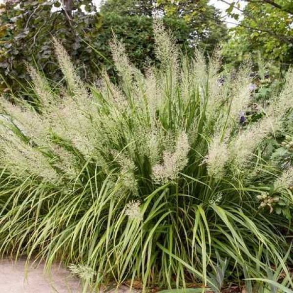 Куничник діамантовий / Calamagrostis brachytricha Куничник діамантовий / Calamagrostis brachytricha